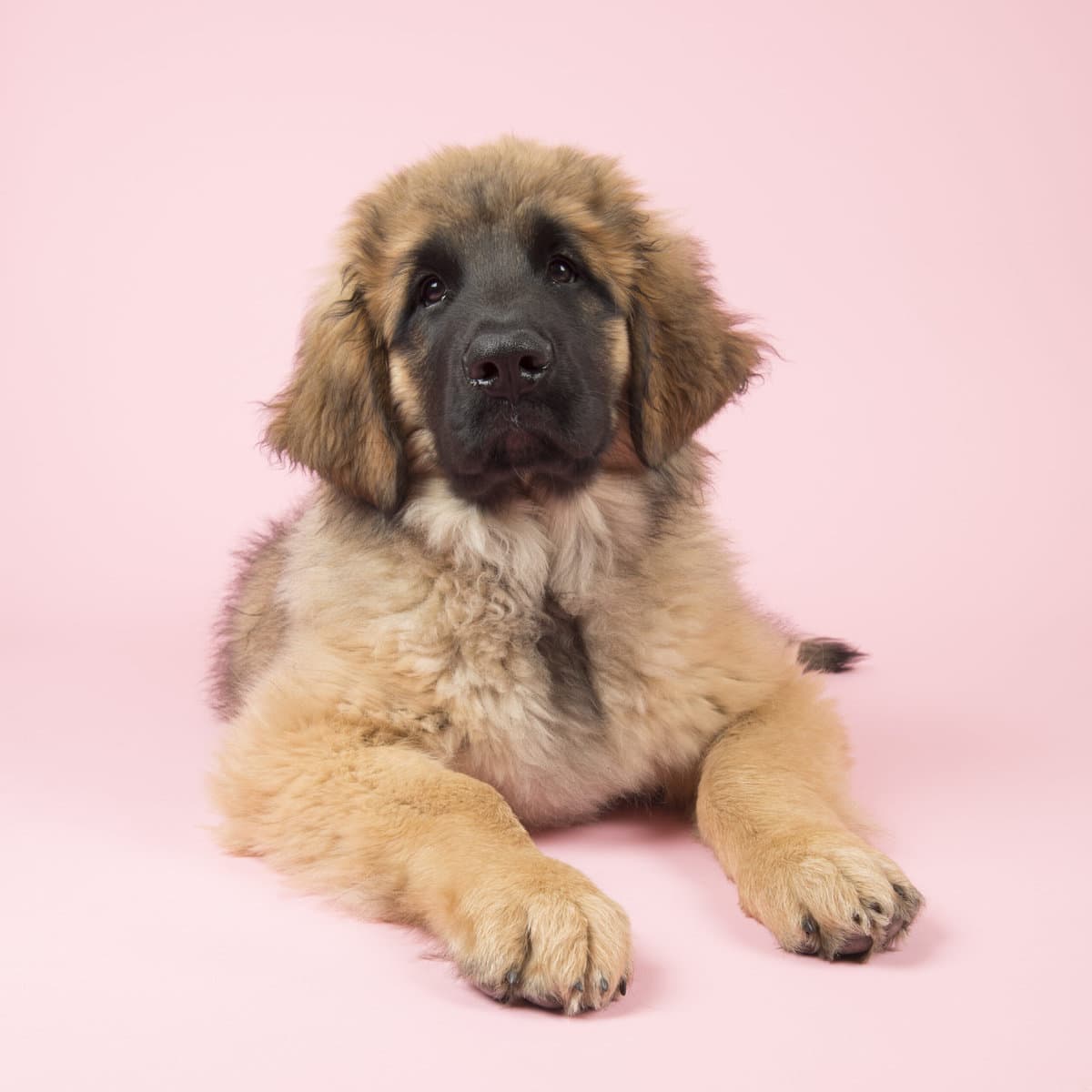 LeonbergerZüchter mit Welpen in der Nähe Hunde2.de LeonbergerZüchter mit Welpen in der Nähe Hunde2.de