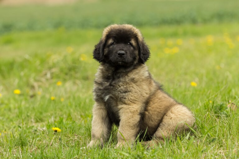LeonbergerZüchter mit Welpen in der Nähe Hunde2.de LeonbergerZüchter mit Welpen in der Nähe Hunde2.de