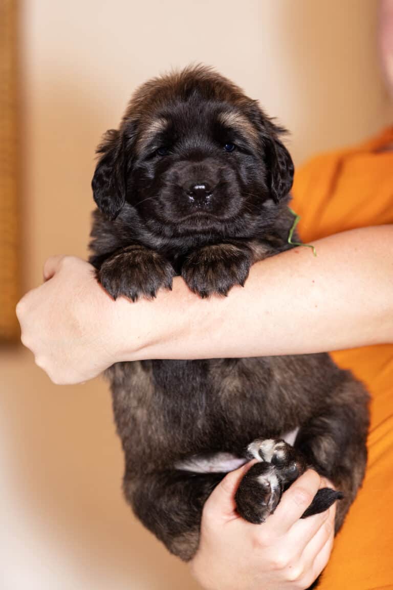 LeonbergerZüchter mit Welpen in der Nähe Hunde2.de LeonbergerZüchter mit Welpen in der Nähe Hunde2.de