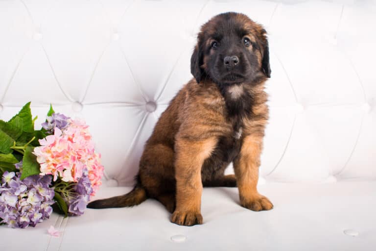 LeonbergerZüchter mit Welpen in der Nähe Hunde2.de LeonbergerZüchter mit Welpen in der Nähe Hunde2.de