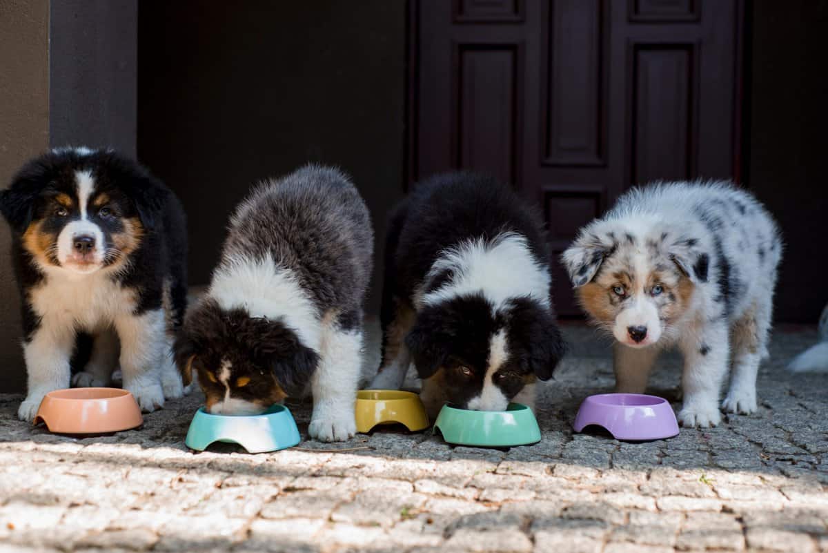 mini australian shepherd züchter in der nähe