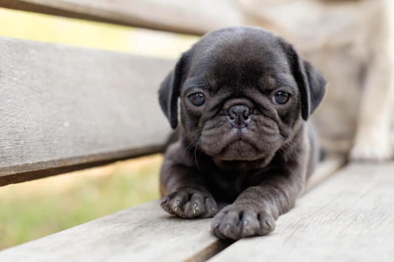 MopsZüchter mit Welpen in der Nähe (Liste) Hunde2.de