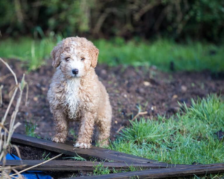 Spanischer Wasserhund-Züchter mit Welpen in der Nähe (Liste) - Hunde2.de
