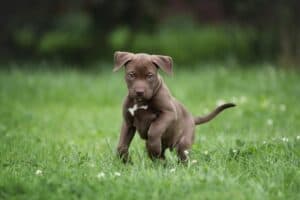  Pitbull-Züchter mit Welpen in der Nähe (Liste) - Hunde2.de Bildidee 