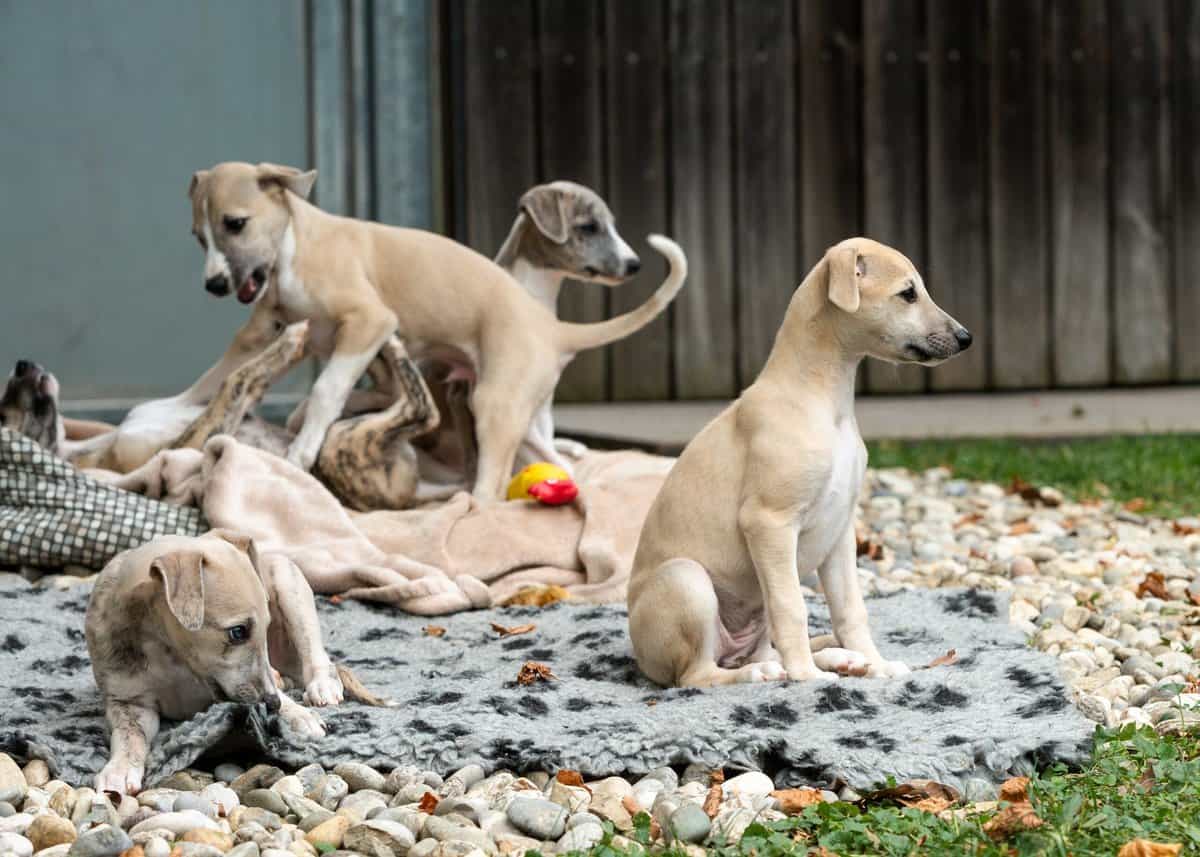 Whippet-Züchter mit Welpen in der Nähe (Liste) - Hunde2.de